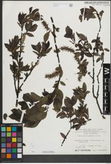 Foto von Salix mielichhoferi Saut.